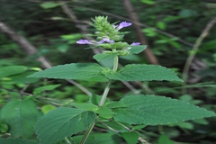 Anisomeles indica